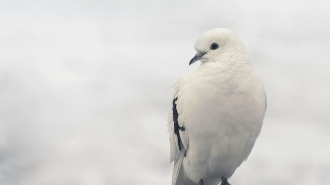 夢見鴿子 ：51種場景與解釋