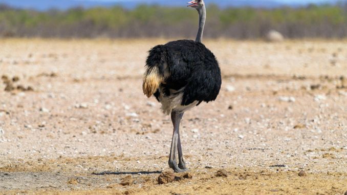 夢見鴕鳥 ：50種場景與解釋