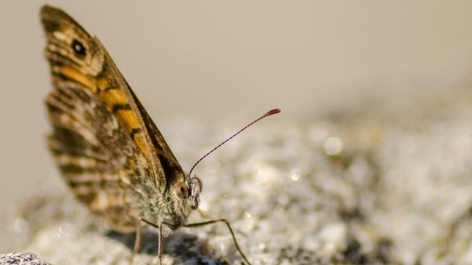 夢見飛蛾 ：57種場景與解釋