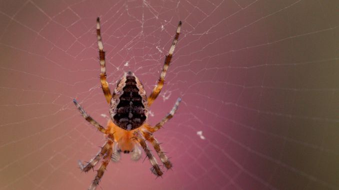 夢見狼蛛 ：55種場景與解釋