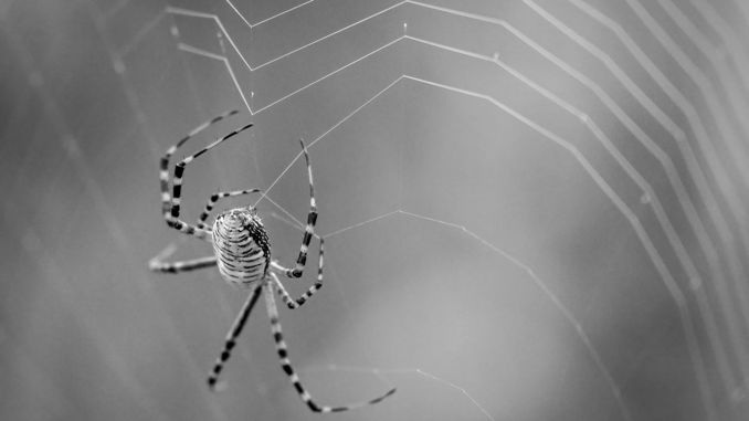 夢見蜘蛛 ：47種場景與解釋