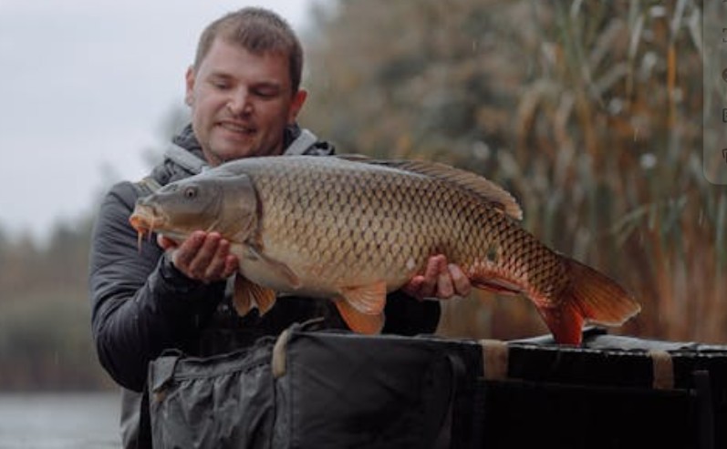 夢見鯉魚的 16 個夢境解釋：夢見鯉魚跳上天空 、夢見失蹤的鯉魚