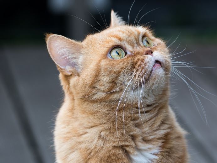  夢見黃貓的 16 個夢境解釋：夢見一隻黃貓跟著你 、 夢見被黃貓咬