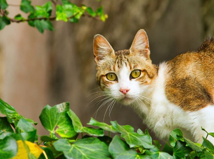 夢見起司貓的 15 個夢境解釋：夢見一隻起司貓走進你家、夢見幫起司貓洗澡