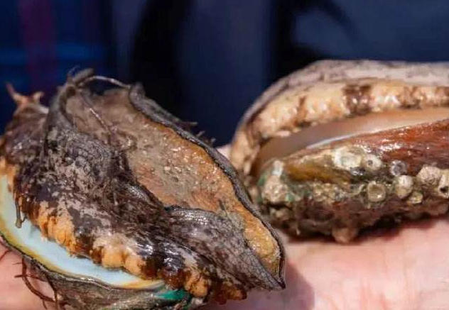 夢見撿起鮑魚的 16 個夢境解釋：夢見和某人一起撿鮑魚、夢見賣或分鮑魚