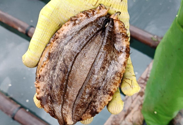 夢見採摘鮑魚的 16 個夢境解釋：夢見一籃鮑魚、夢見死去的鮑魚