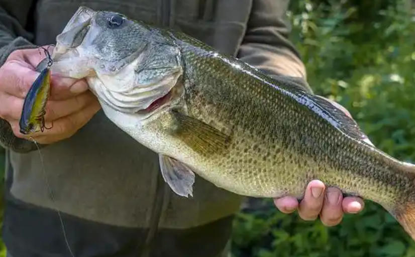 夢見用手捕魚的 16 個夢境解釋：夢見捕獲大量小魚、夢見捕獲新鮮魚