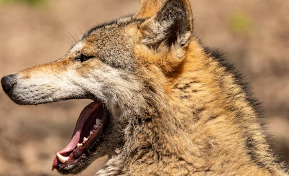 夢見殺狼的 9 個夢境解釋：夢見狼闖入你家 、夢見狼嚎