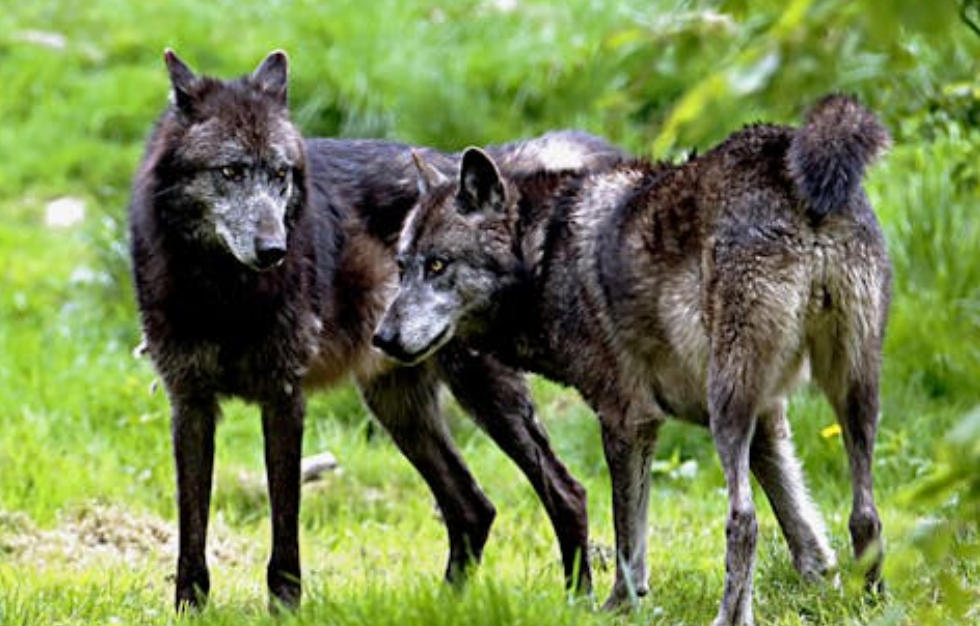 夢見狼群出現的 9 個夢境解釋：夢見狼嚎、 夢見一群狼出現