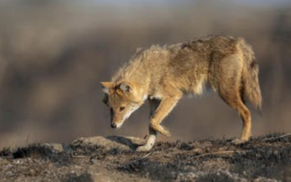 夢見被狼追逐的 9 個夢境解釋：夢見狼闖入你家、夢見養狼