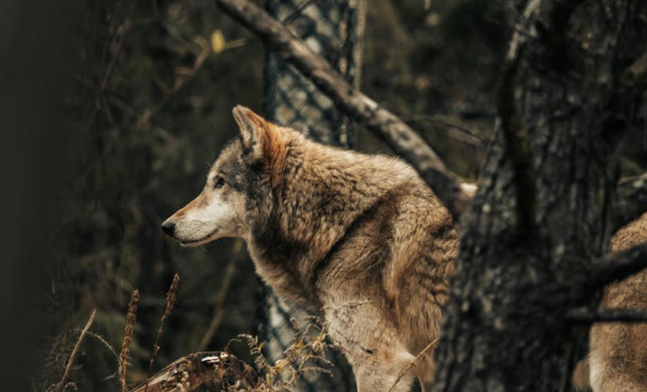 夢見被狼咬傷的 9 個夢境解釋：夢見照顧狼崽、夢見聽到狼嚎