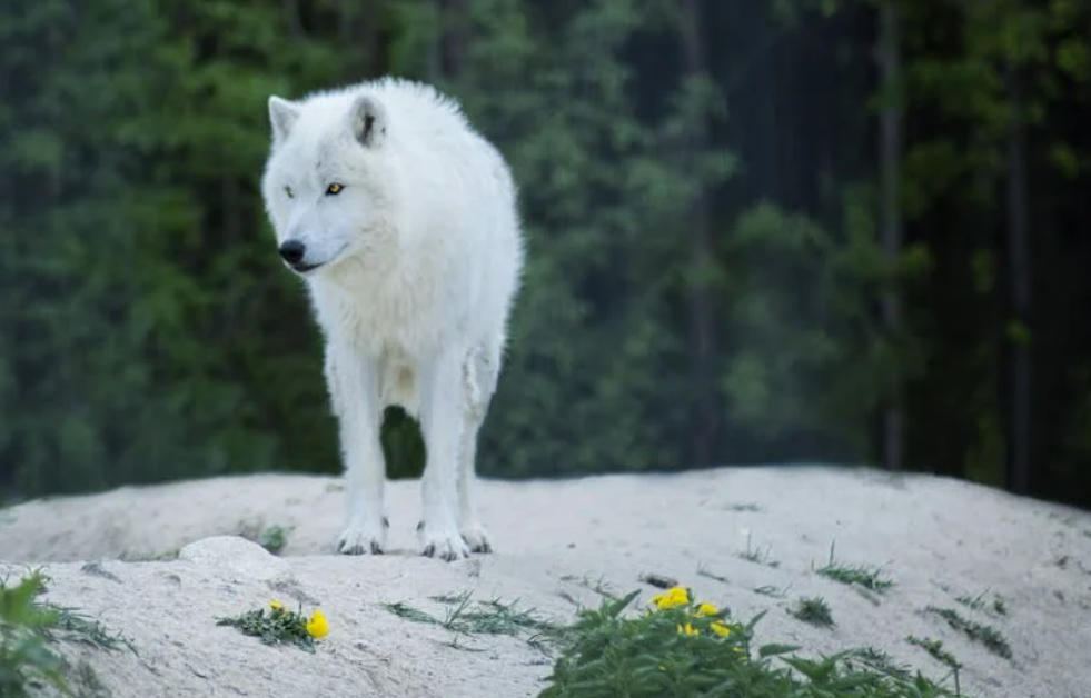 夢見白狼的 9 個夢境解釋：夢見一群白狼、夢見一隻白狼幼崽