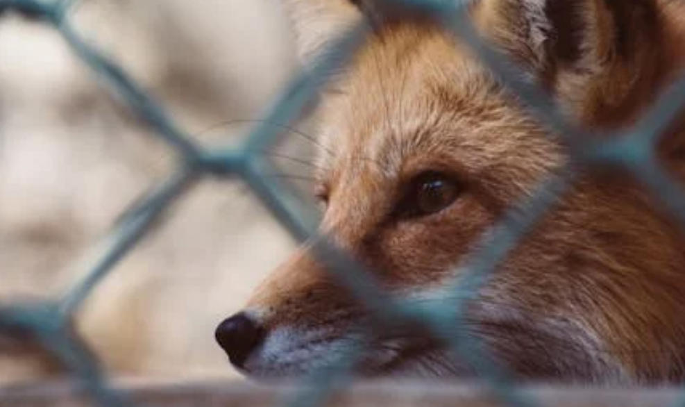 夢見狐狸的 10 個夢境解釋：夢見狐狸幼崽、夢見狐狸戰鬥