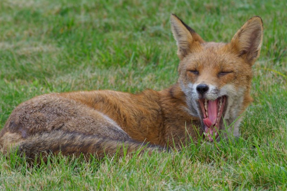 夢見狐狸的 9 個夢境解釋：夢見與狐狸交談、夢見狐狸笑