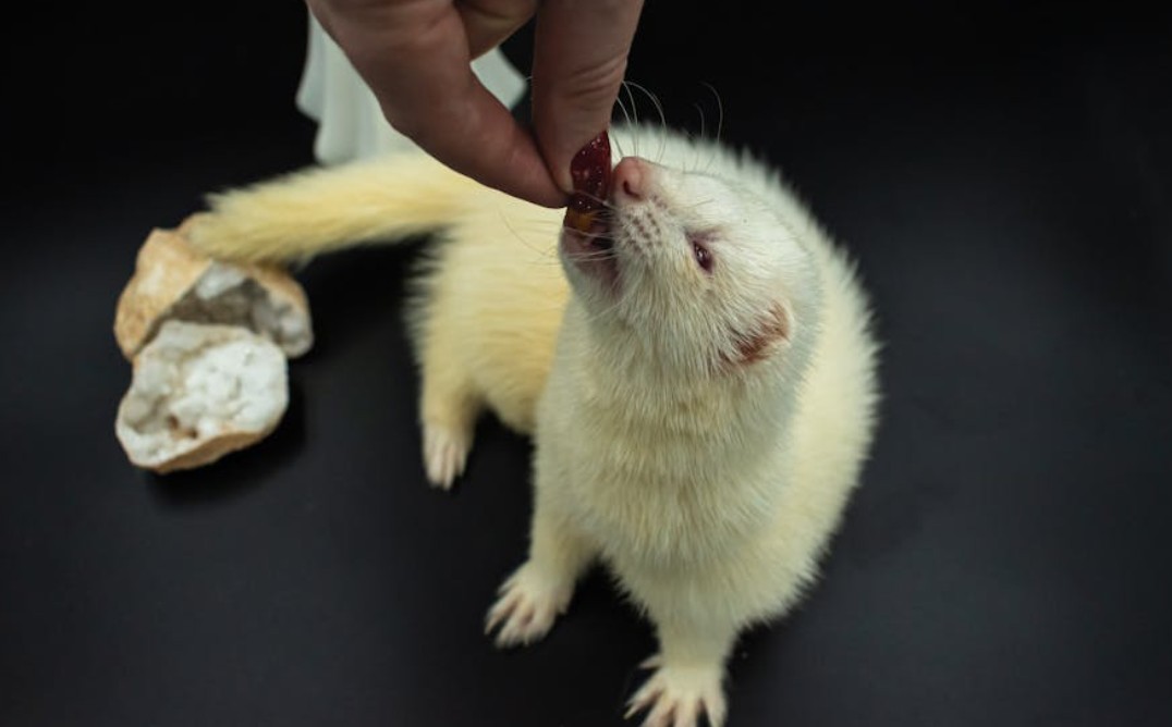 夢見雪貂的 9 個夢境解釋：夢見一隻雪貂跟著你、夢見雪貂進入你家