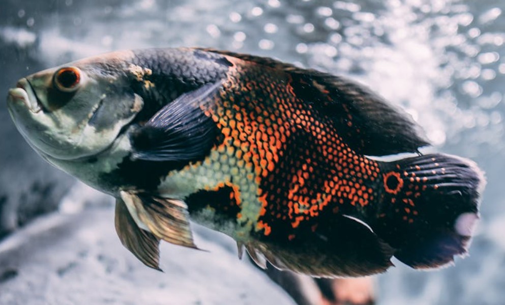 夢見魚的 8 個夢境解釋：夢見釣魚、夢見分發魚