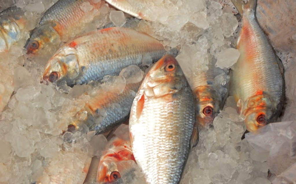 夢見收到魚禮物的 9 個夢境解釋：夢見送魚給某人 、夢見市場裡的魚