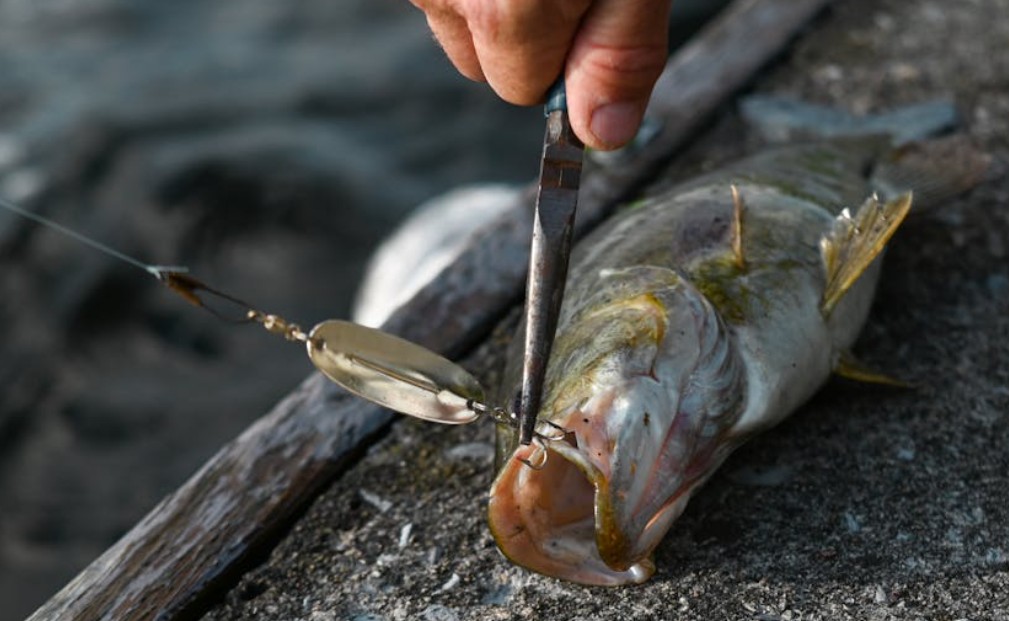 夢見捕魚的 9 個夢境解釋：夢見在水中捕魚、夢見與人一起捕魚