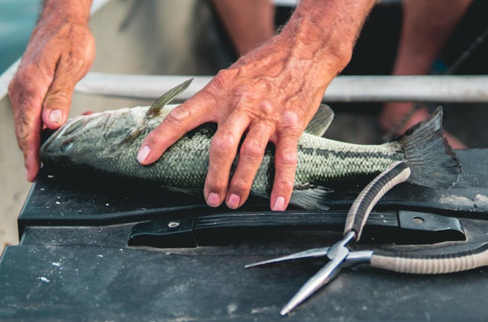 夢見切魚的 9 個夢境解釋：夢見吃魚 、夢見魚跳躍