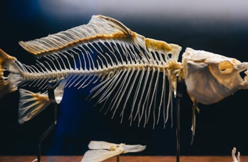 夢見拔魚刺的 9 個夢境解釋：夢見魚逃跑、夢見很多魚