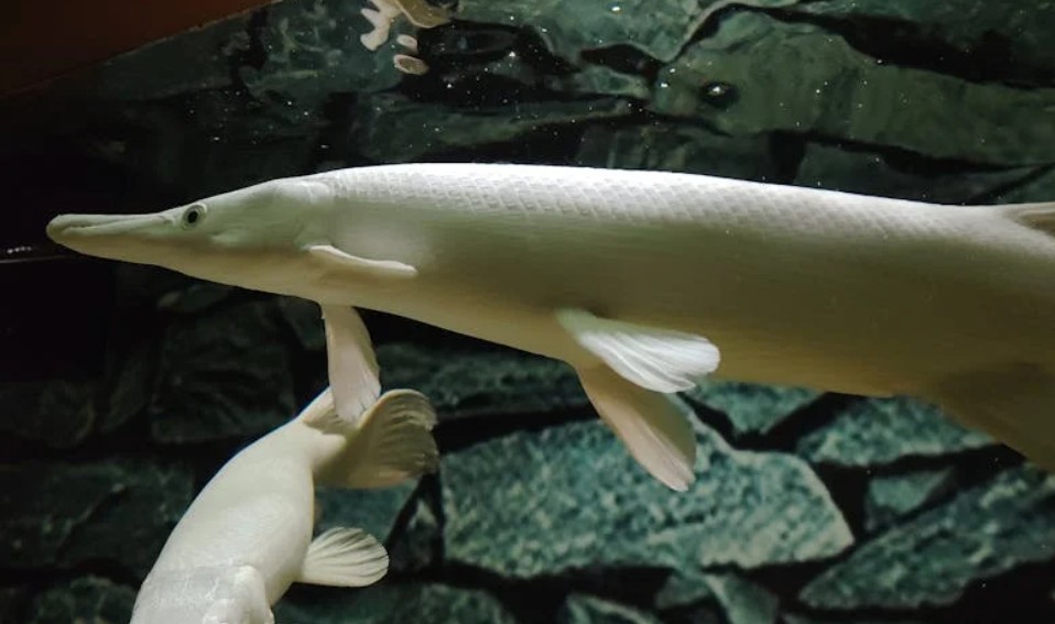 夢見看到魚的 9 個夢境解釋：夢見收到魚作為禮物 、夢見魚兒露出來