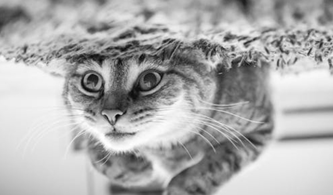 夢見捕捉小貓的 9 個夢境解釋：夢見小貓跟著你、夢見救一隻小貓