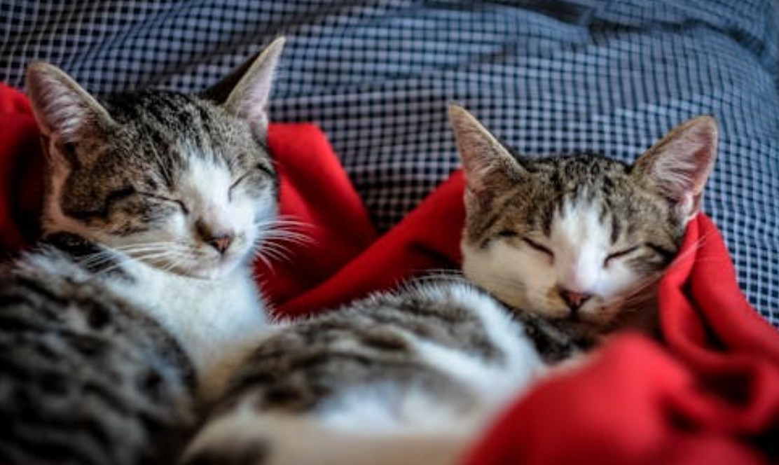 夢見抱著小貓的 9 個夢境解釋：夢見把一隻小貓藏在懷裡、夢見看著一隻小貓