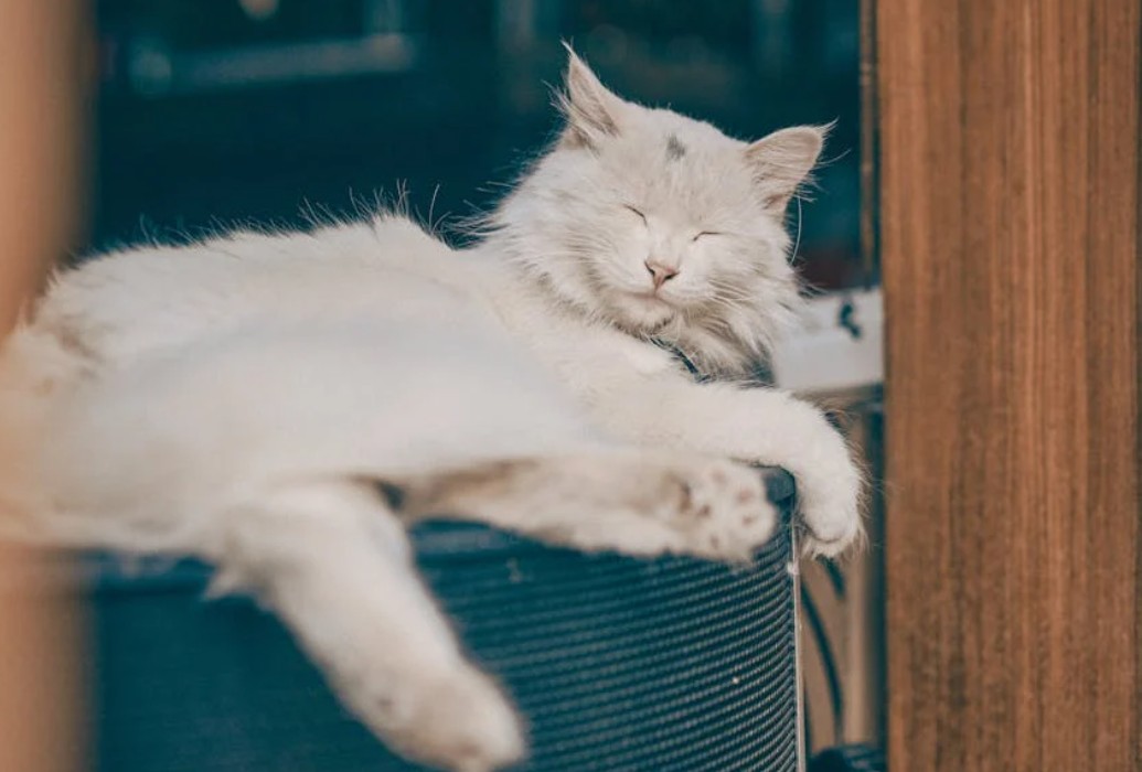 夢見小貓進入房子的 9 個夢境解釋：夢見小貓跟著你、夢見小貓跑進你家
