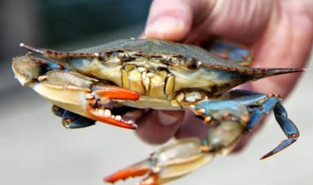 夢見被螃蟹咬傷的 9 個夢境解釋：夢見螃蟹闖入你家 、夢見死蟹