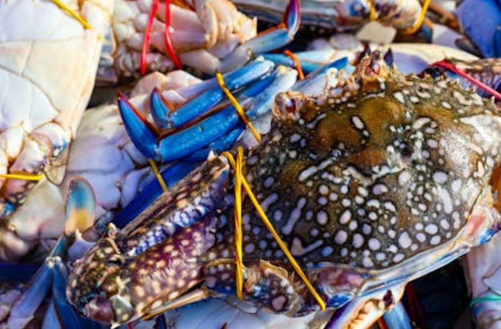 夢見花蟹的 5 個夢境解釋：夢見煮花蟹 、夢見多隻花蟹