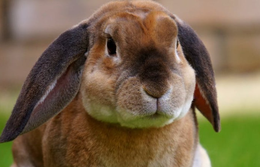 夢見許多兔子：9 個意義和象徵