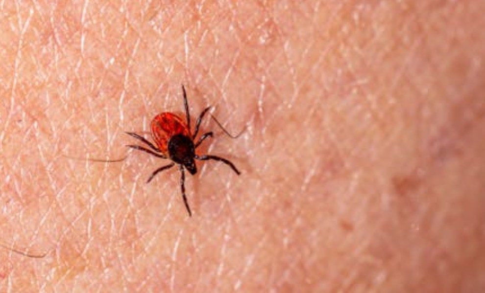 夢見壓扁蜱蟲：5 個意義和象徵