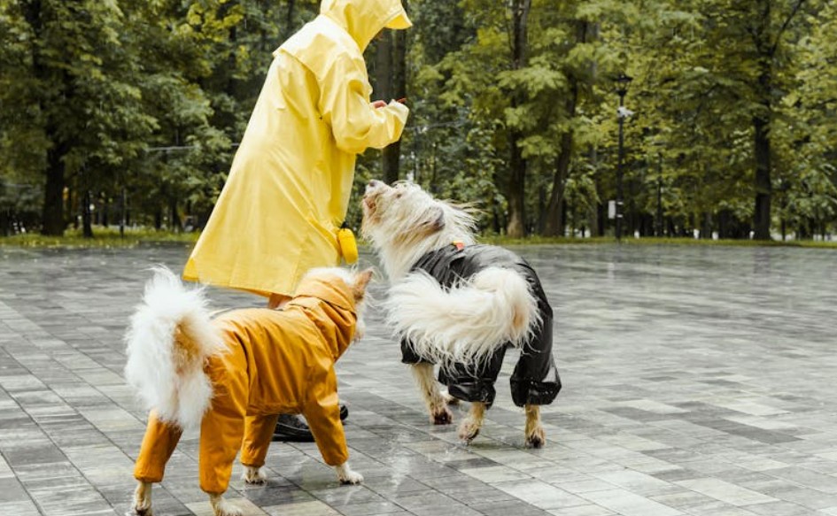 夢見狗咬你的手的 9 個夢境解釋：夢見被狗咬流血、夢見多次狗咬傷