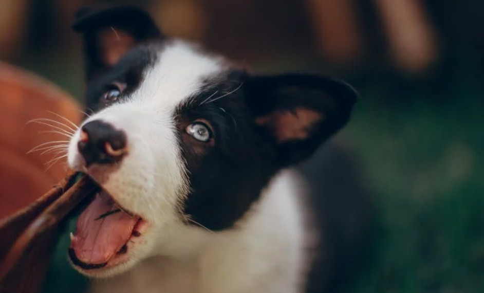 夢見被狗咬傷腿部的 9 個夢境解釋：夢見一隻狗死去、夢見一隻狗在笑