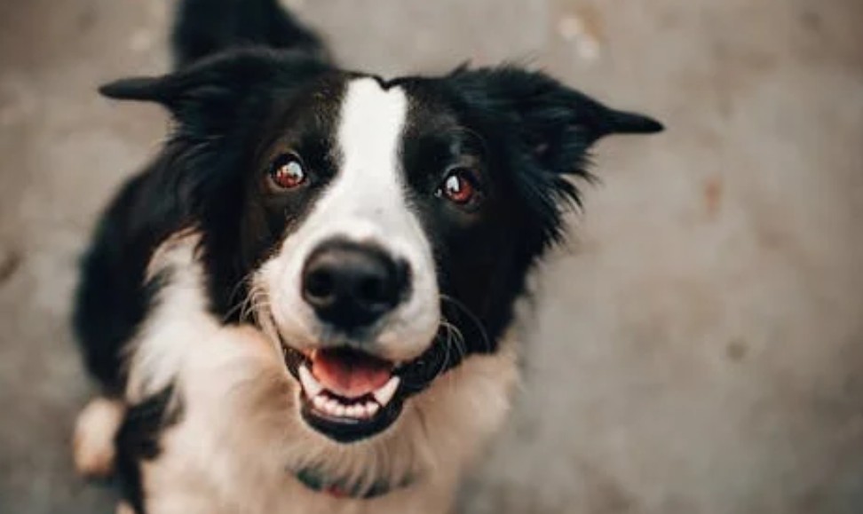 夢見被狗咬屁股的 9 個夢境解釋：夢見一隻狗走進你家 、 夢見狗咬人