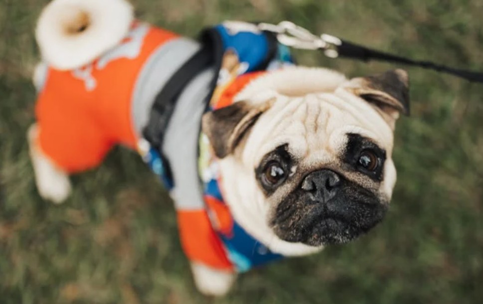 夢見一隻小狗的 9 個夢境解釋：夢見一隻狗死去、夢見失去一隻小狗