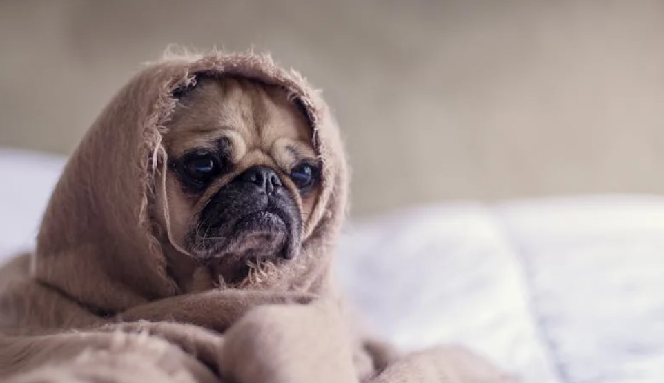 夢見小狗出生的 9 個夢境解釋：夢見一隻生病的狗、 夢見多隻小狗