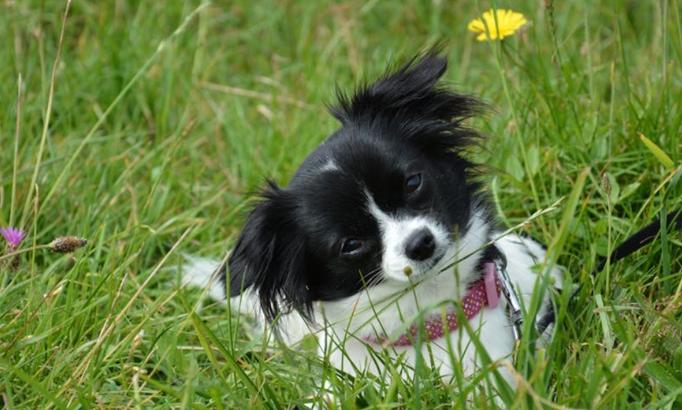 夢見黑色小狗的 9 個夢境解釋：夢見一隻黑狗受傷 、夢見一隻黑狗死去