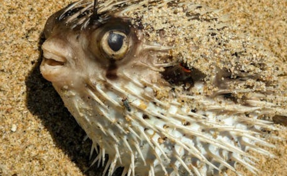 夢見河豚：9 個意義和象徵