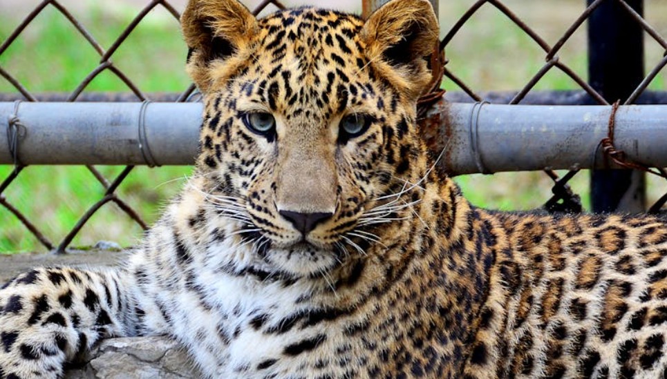 夢見擁有一隻豹：13 個意義和象徵