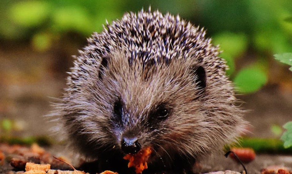 夢見豪豬：15 個意義和象徵