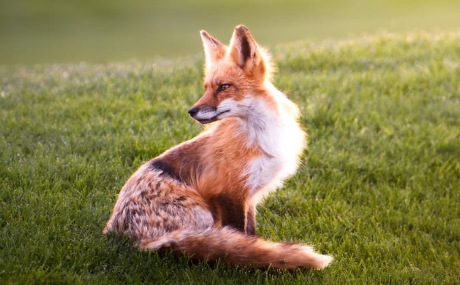 夢見狐狸鬼魂：14 個意義和象徵