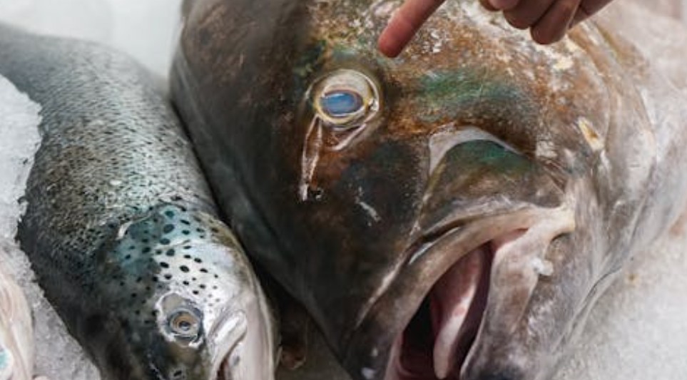 夢見鮭魚：8 個意義和象徵