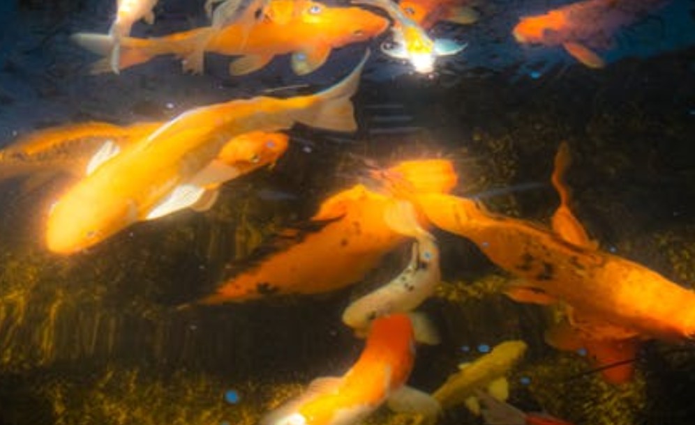 夢見金魚死亡：9 個意義和象徵