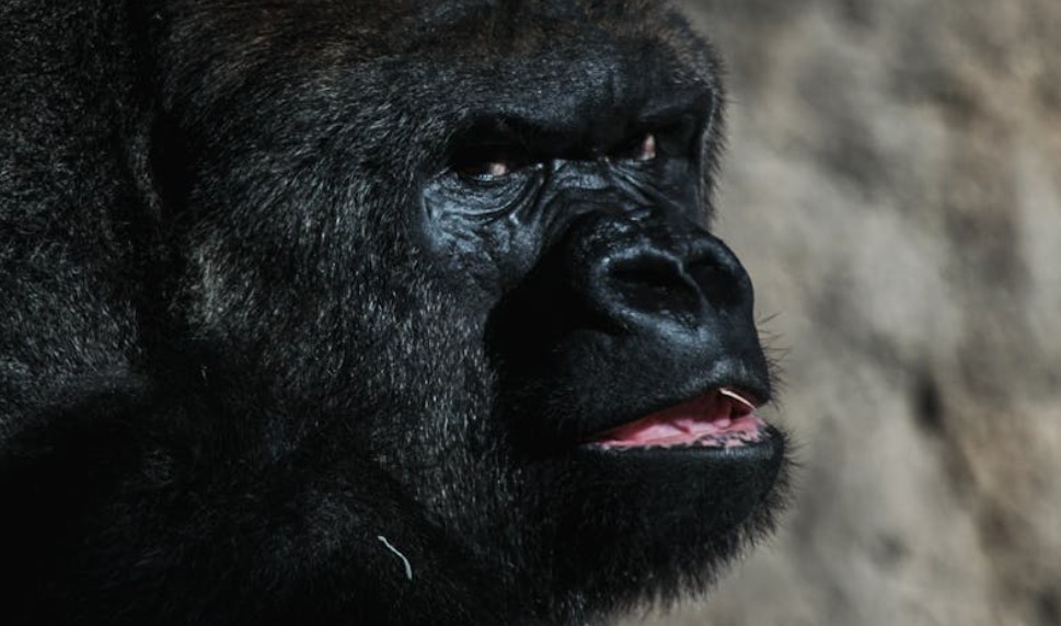 夢見與黑猩猩交談:7 個意義和象徵 夢見與黑猩猩交談:7 個意義和象徵