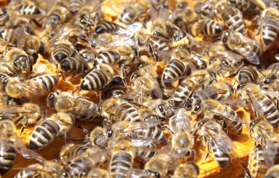 夢見蜜蜂群：13 個意義和象徵