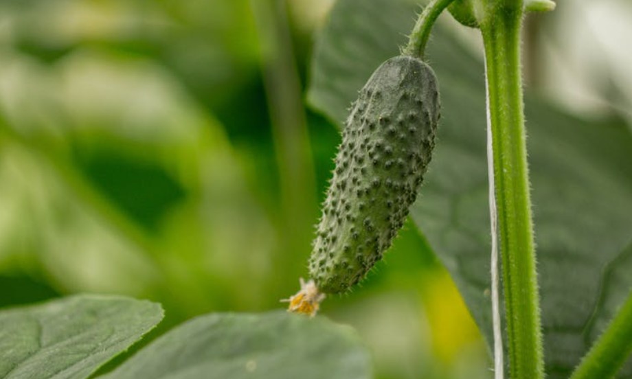 夢見收到黃瓜的 9 個夢境解釋：夢見摘小黃瓜、夢見種植小黃瓜