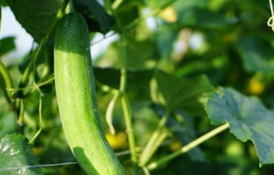 夢見一根大黃瓜的 9 個夢境解釋：夢見黃瓜田、夢見與他人分享黃瓜