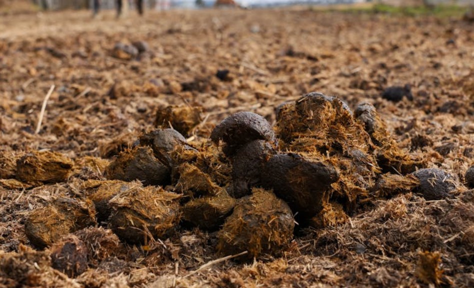 夢見大便的 9 個夢境解釋：夢見衣服上有大便、夢見看到大便