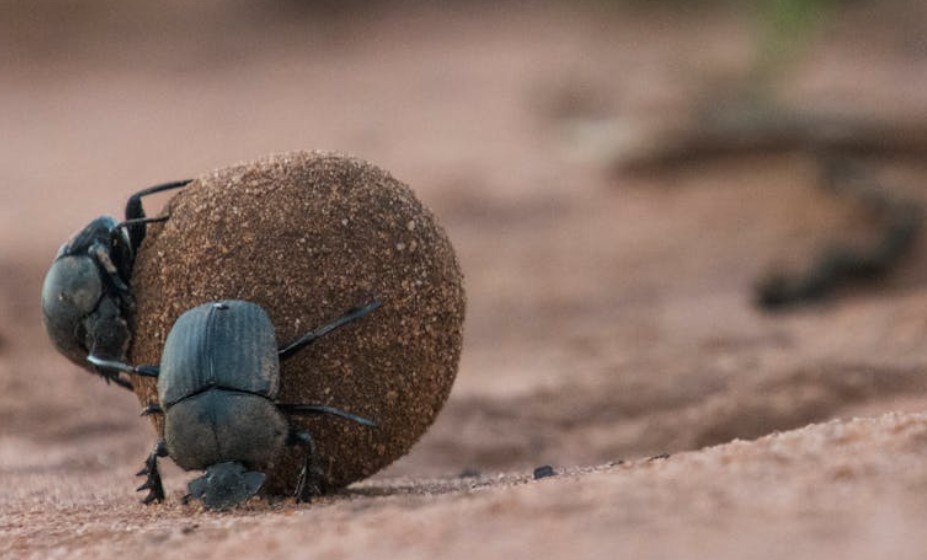 夢見擦大便的 9 個夢境解釋：夢見擦大便時水溢出、夢見擦大便時難聞味道